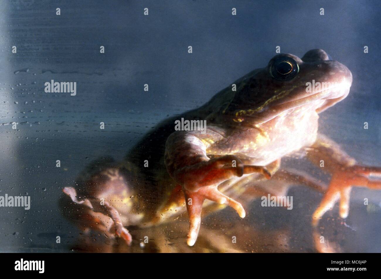 Frog underwater view of frog Stock Photo Alamy