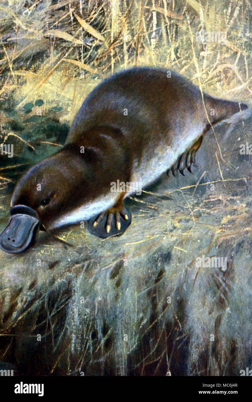 Platypus or Duckbill From Animal Portraiture by William Khunert 1912 Stock Photo