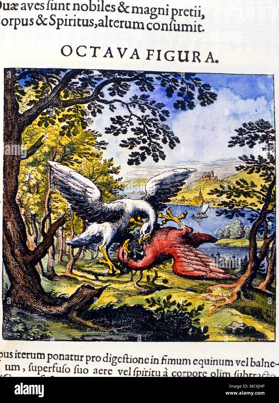 ALCHEMY - The Fighting Swans. The victorious swan (which is the red bird) - Ros being linked with Red and Dew - becomes the hermetic Bird, the Phoenix. The eighth plate from Lambsprinck's text, 'De Lapide Philosophico', 1677 Stock Photo