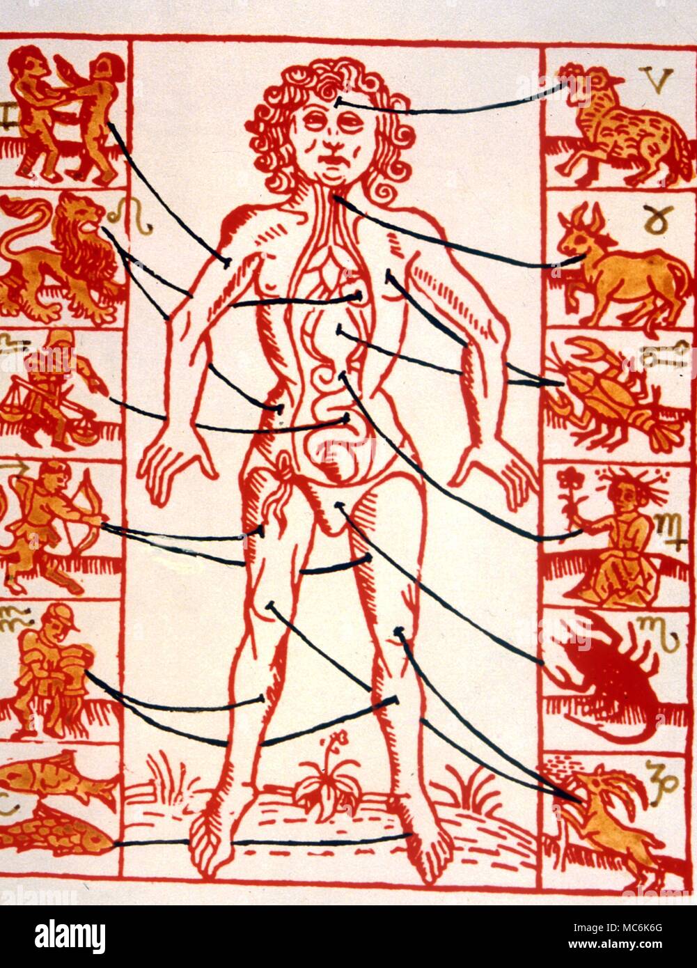 Zodiac Man .16th century woodcut of the melothesic figure with images and sigils linked to the appropriate bodily parts Stock Photo