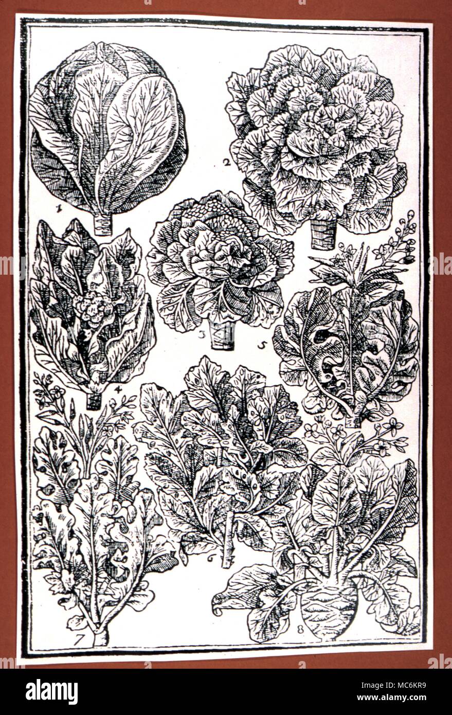 Herbal - The Cabbage family, from the 1629 edition of 'Paradisi in Sole''.' Stock Photo