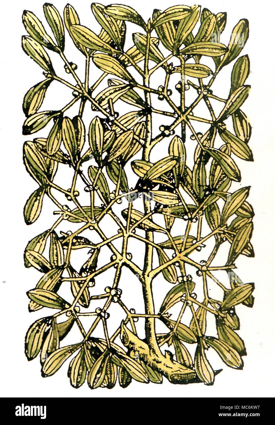 Herbal - Mistletoe After a 17th century woodcut. Stock Photo