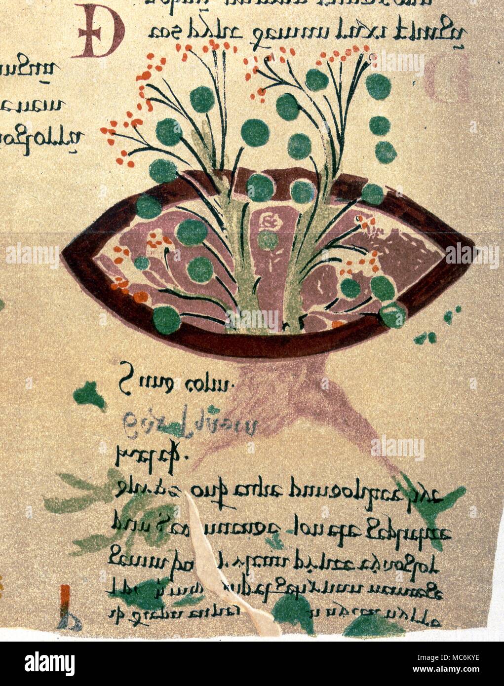 Herbal - Saxifraga Granulata. Detail from an Anglo Saxon herbal, c.1050 AD, the 'Herbarium and Medicine de Quadrupedibus''. From Cockayne's ''Leechdoms'',1864' Stock Photo