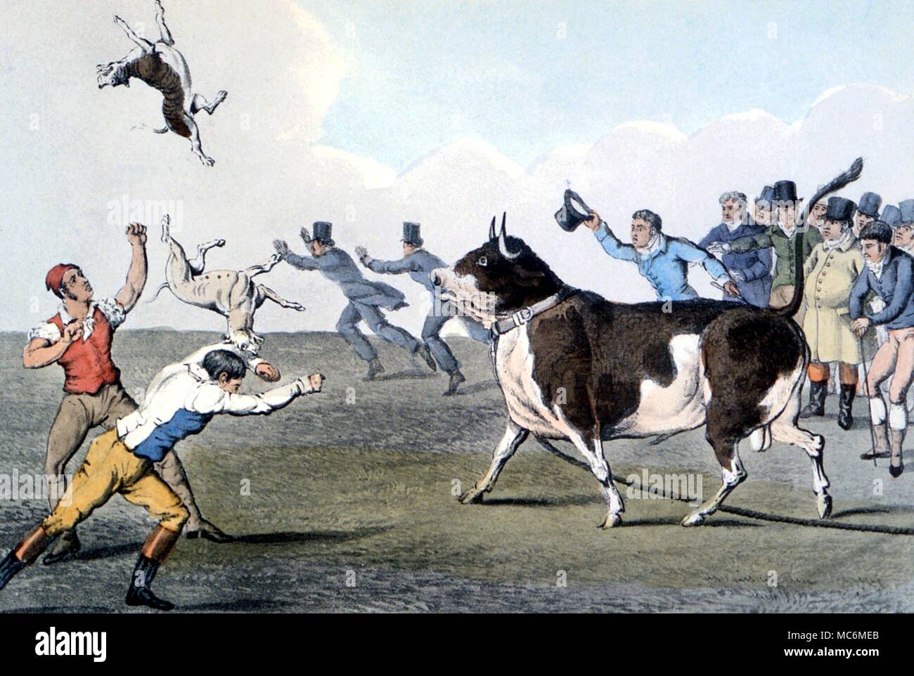 POPULAR AMUSEMENTS - Bull-baiting Coloured engraving of a dog being tossed by a bull, watched by betting men. From William B Boulton's 'The Amusements of Old London', 1901 Stock Photo