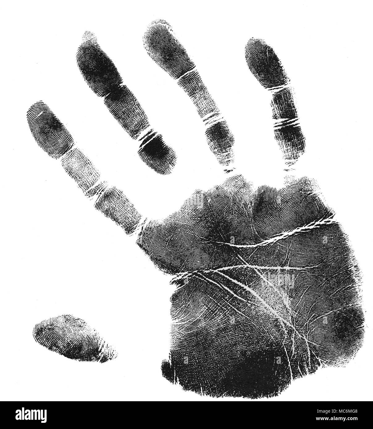 PALMISTRY - CHIROGNOMY A print of the Air hand. The hand type has a square palm and long fingers. There is a distinctive 'plumpness' about the hand, which is fleshy, and usually quite elegant. The lines are energetic, and rich in formation. Stock Photo