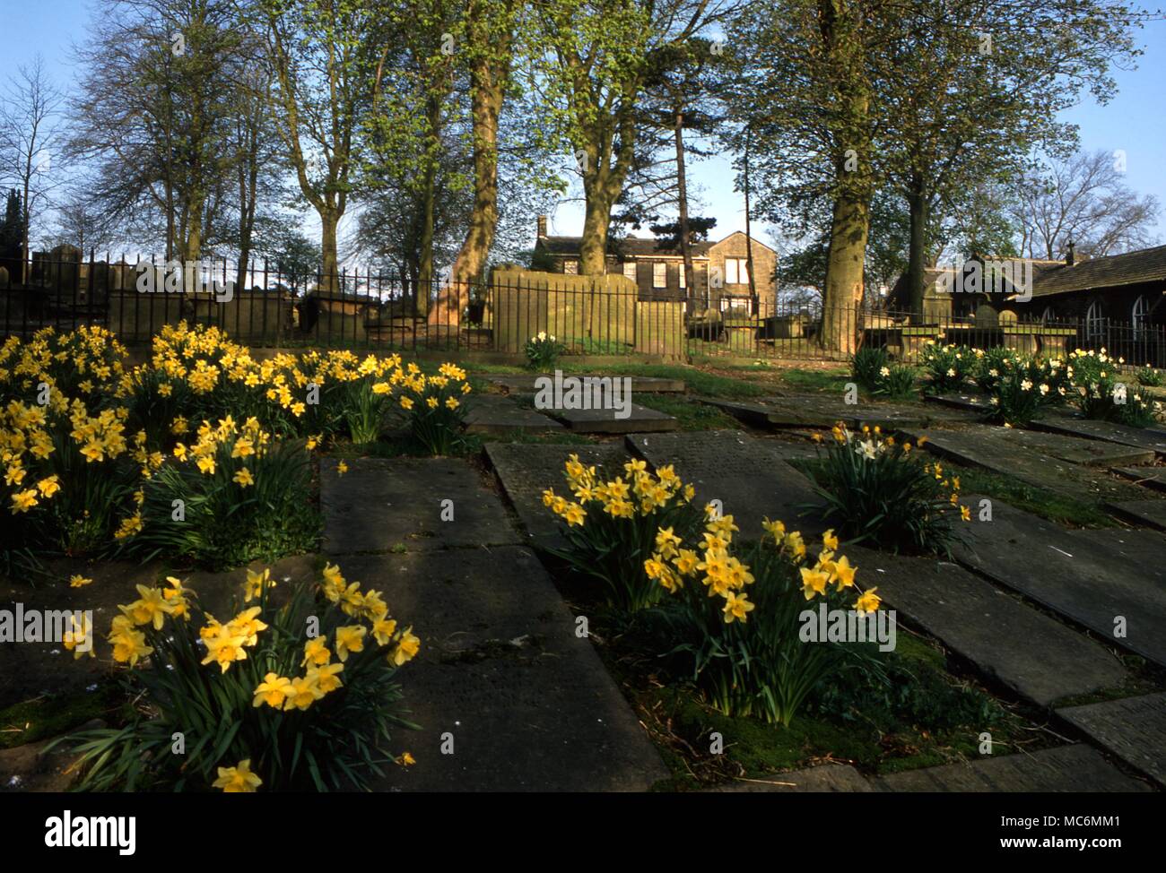 Flowers - daffodils growing amidst gravestones in Haworth (West Yorks) cemetery. The flowers are sometimes regarded as symbols of mourning, at other times of death. - Â®Charles Walker / Stock Photo