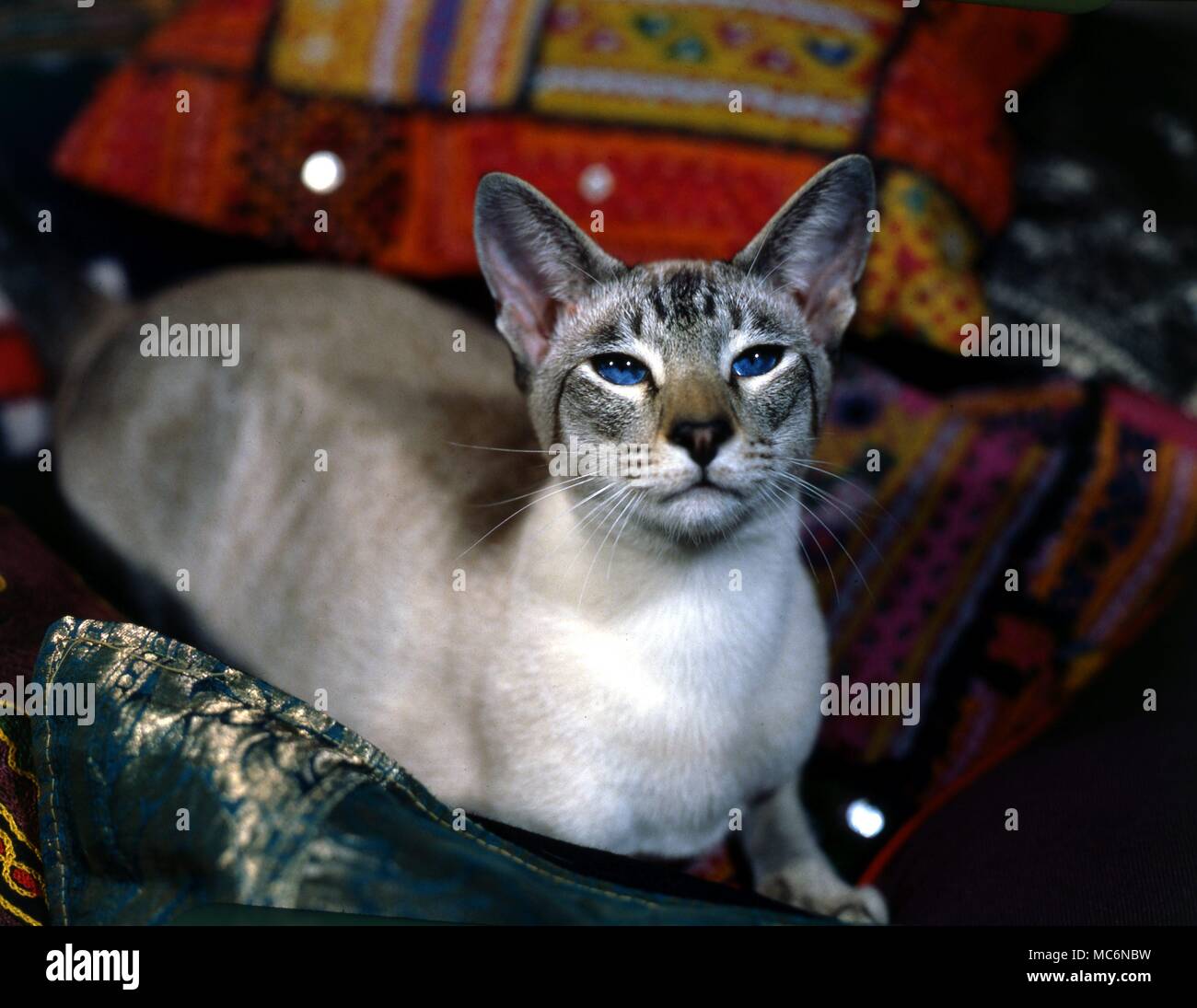 Archival cat hi-res stock photography and images - Alamy