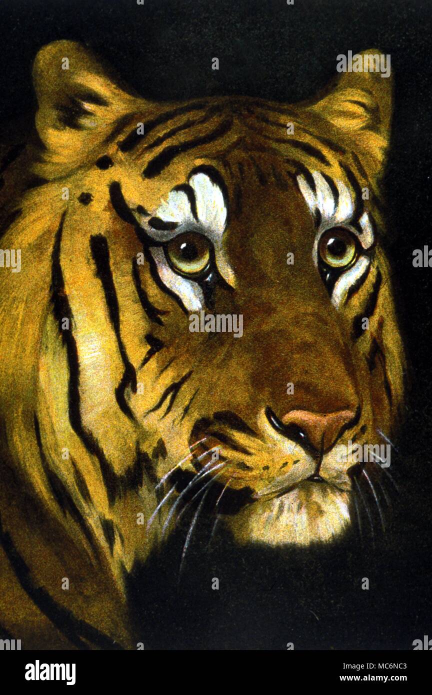 Tiger Example prescoltint by Press Etching Co one of the most advanced methods of printing in 1908 Print made for an early edition of The Animal World Stock Photo - Alamy Tiger Example prescoltint by Press Etching Co one of the most advanced methods of printing in 1908 Print made for an early edition of The Animal World Stock Photo - Alamy