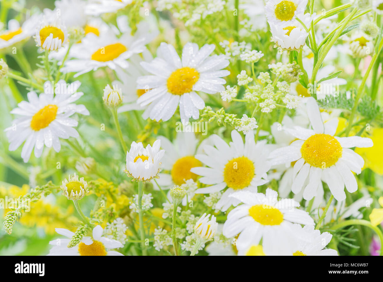 Different wildflowers covered with dew drops on summer meadow closeup Stock Photo