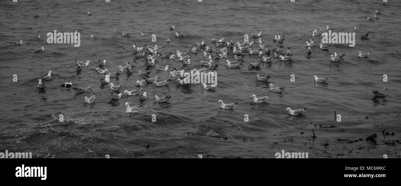 A Squabble of Seagulls Stock Photo
