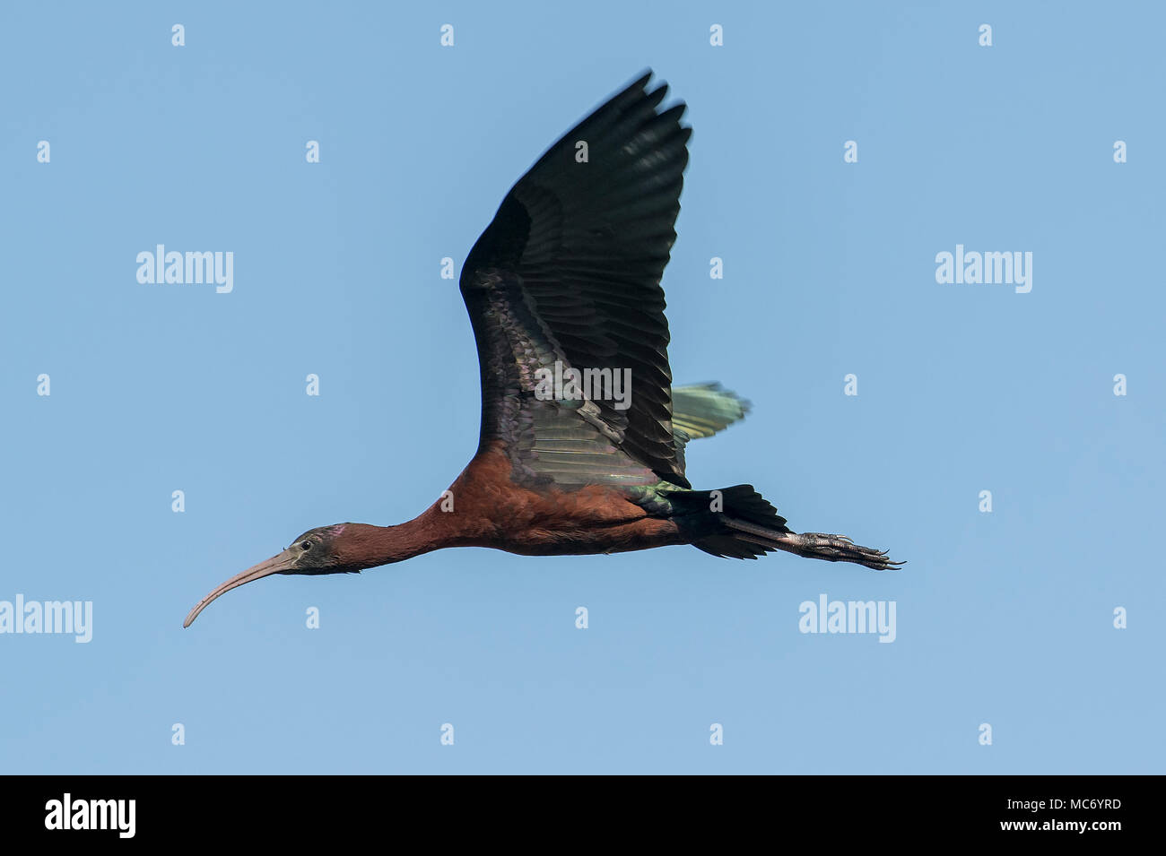 Bird : Portrait of Mature Glossy Ibis in Flight Stock Photo