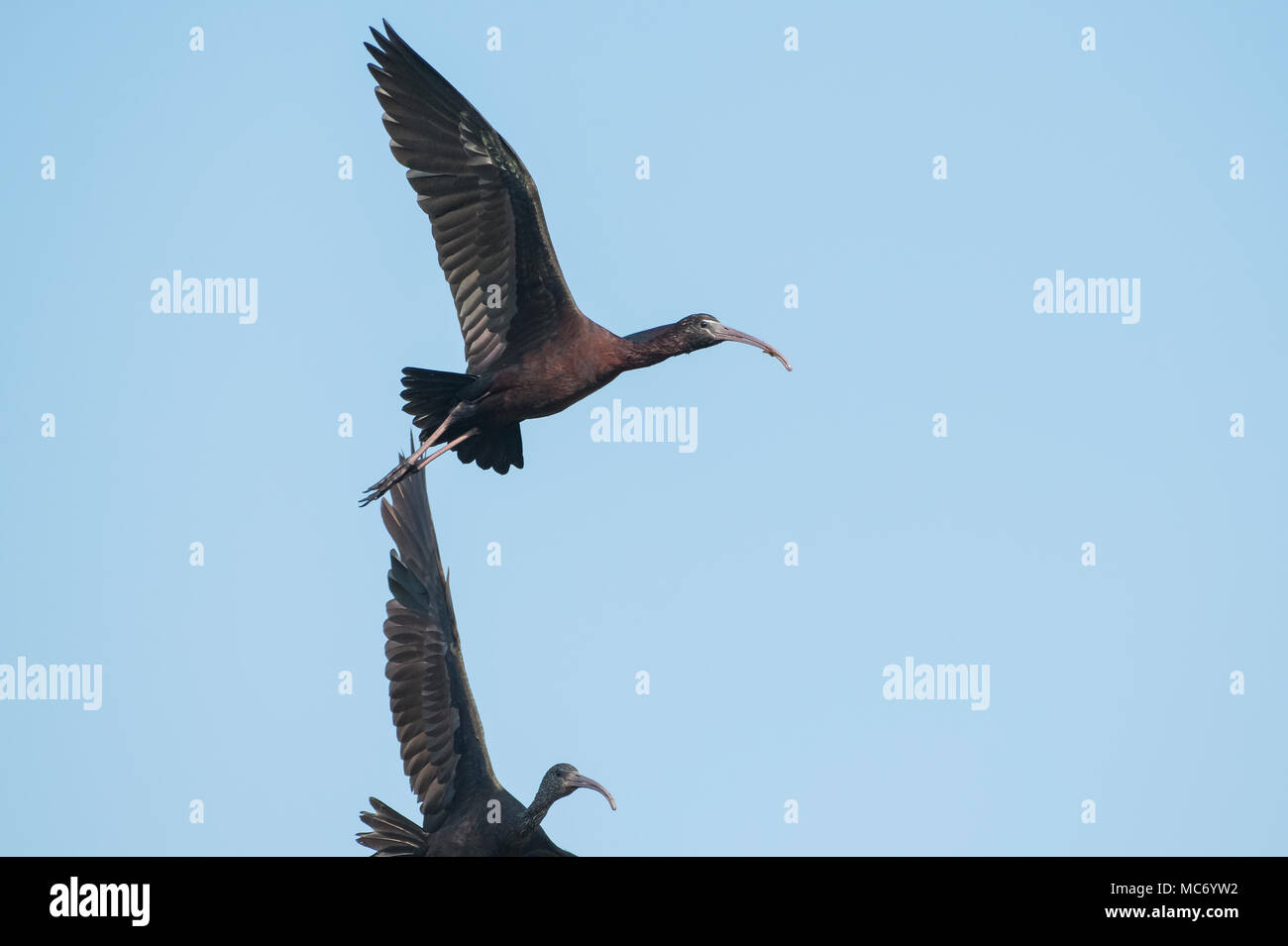 Bird : Portrait of Mature Glossy Ibis in Flight Stock Photo
