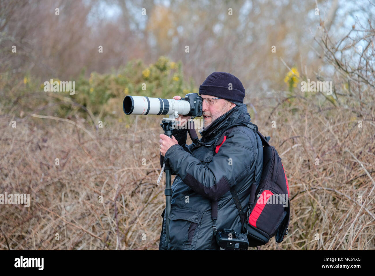 A nature photographer using a telephoto lens on a monopod in woodland Stock Photo