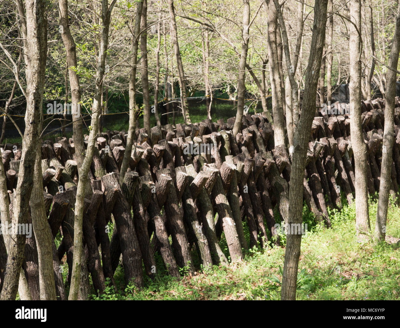 Shiitake mushroom cultivation on sawtooth oak logs, Kunisaki, Oita