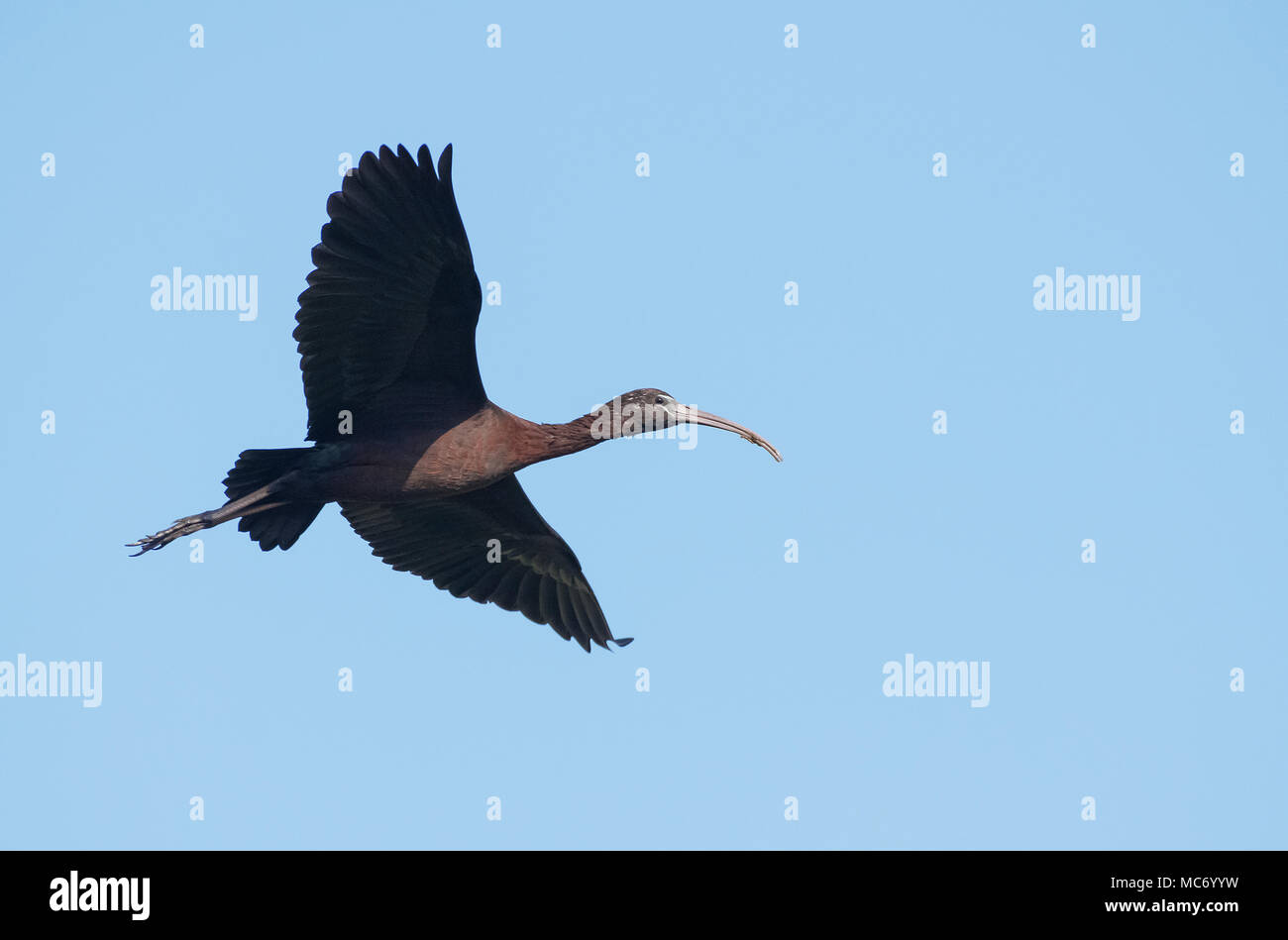 Bird :Portrait of Mature Glossy Ibis in Flight Stock Photo