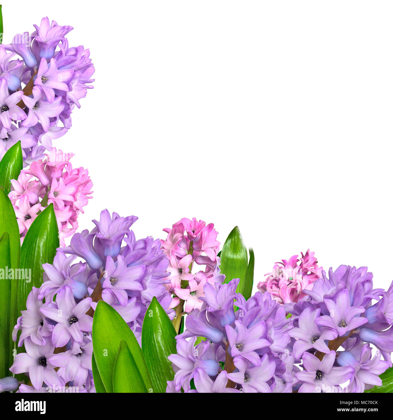Early spring delicate floral background with lilac and pink hyacinth flowers with leaves close up on white, with space for text Stock Photo
