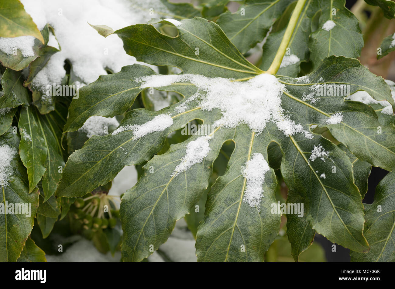 Thick waxy coating on dark green leaves protects Japanese aralia against coating of snow Stock Photo