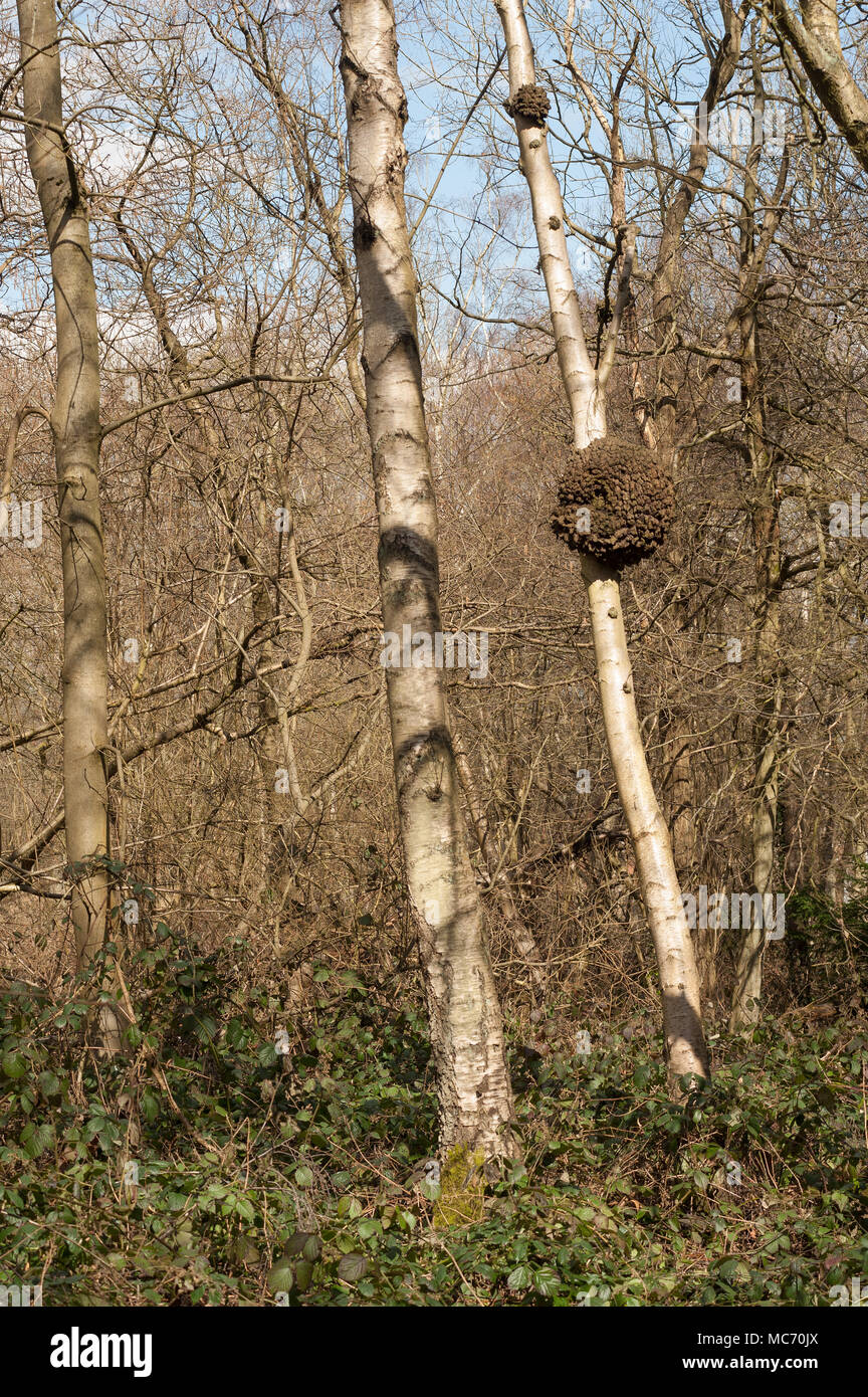 Burl or burr lump growth on silver birch tree most likely caused by