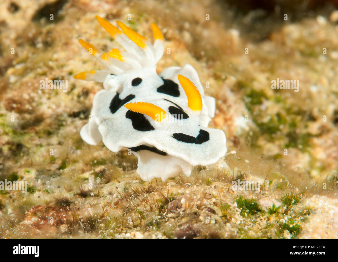 Diana's chromodoris nudibranch( Chromodoris dianae ) crawling across corals of Bali, Indonesia Stock Photo