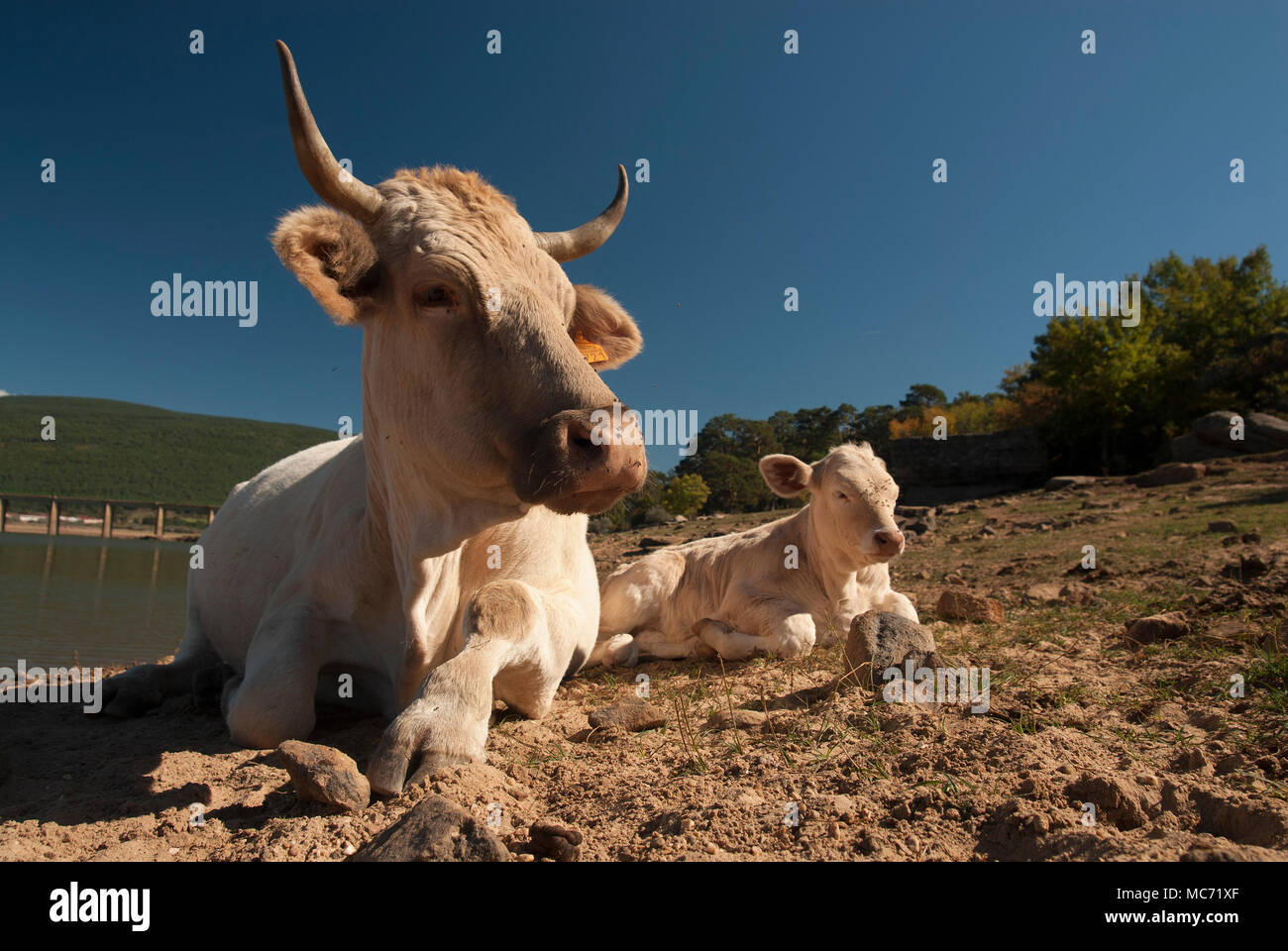 COW AND CALF Stock Photo - Alamy