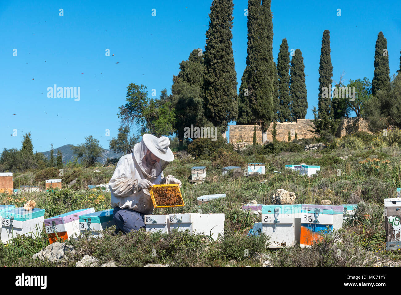 A beekeeper inspecting his hives. Near Kardamyli in the Outer Mani, Peloponnese, Greece Stock Photo