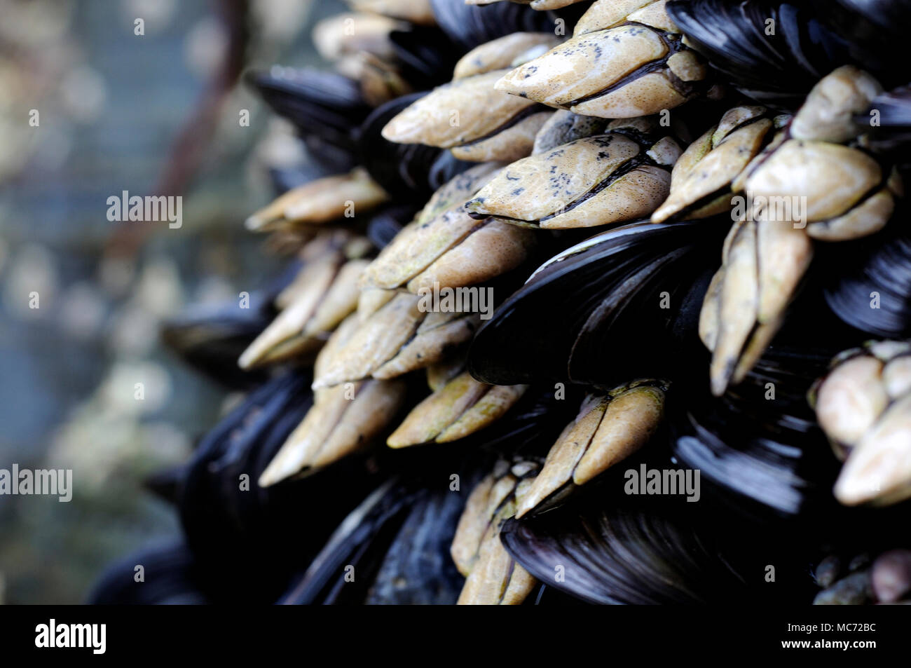 Mytilus Galloprovincialis Hi res Stock Photography And Images Alamy