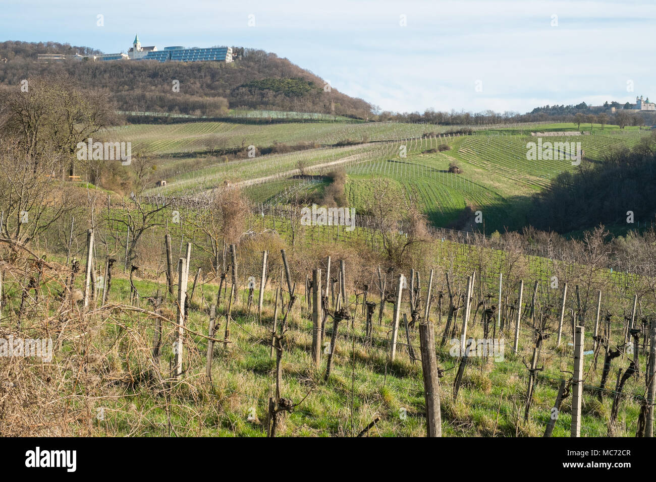 Vineyards on Kahlenberg hill in 19th District of Vienna City part of