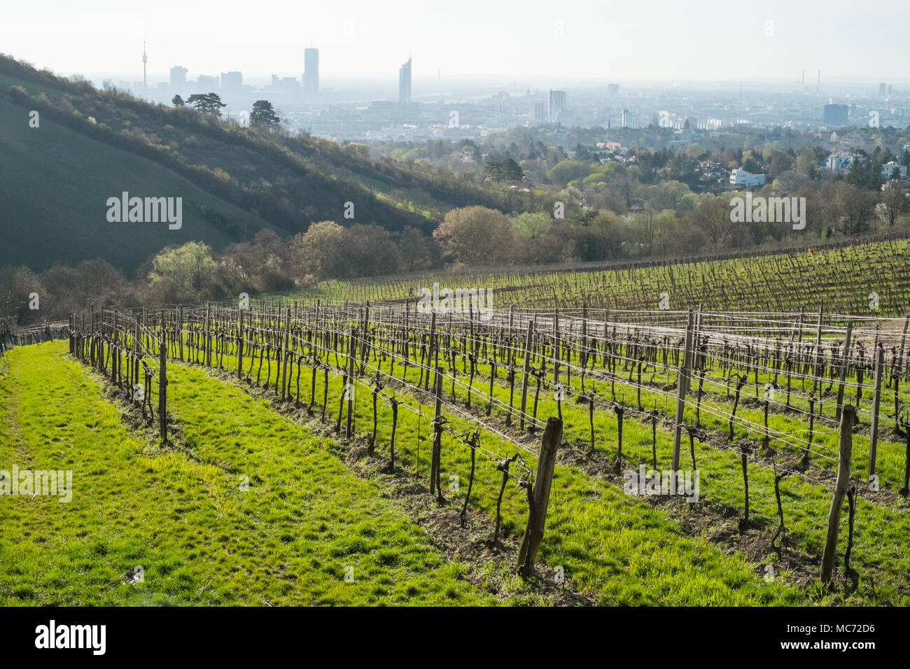 Vineyard in wienerwald vienna woods hires stock photography and images