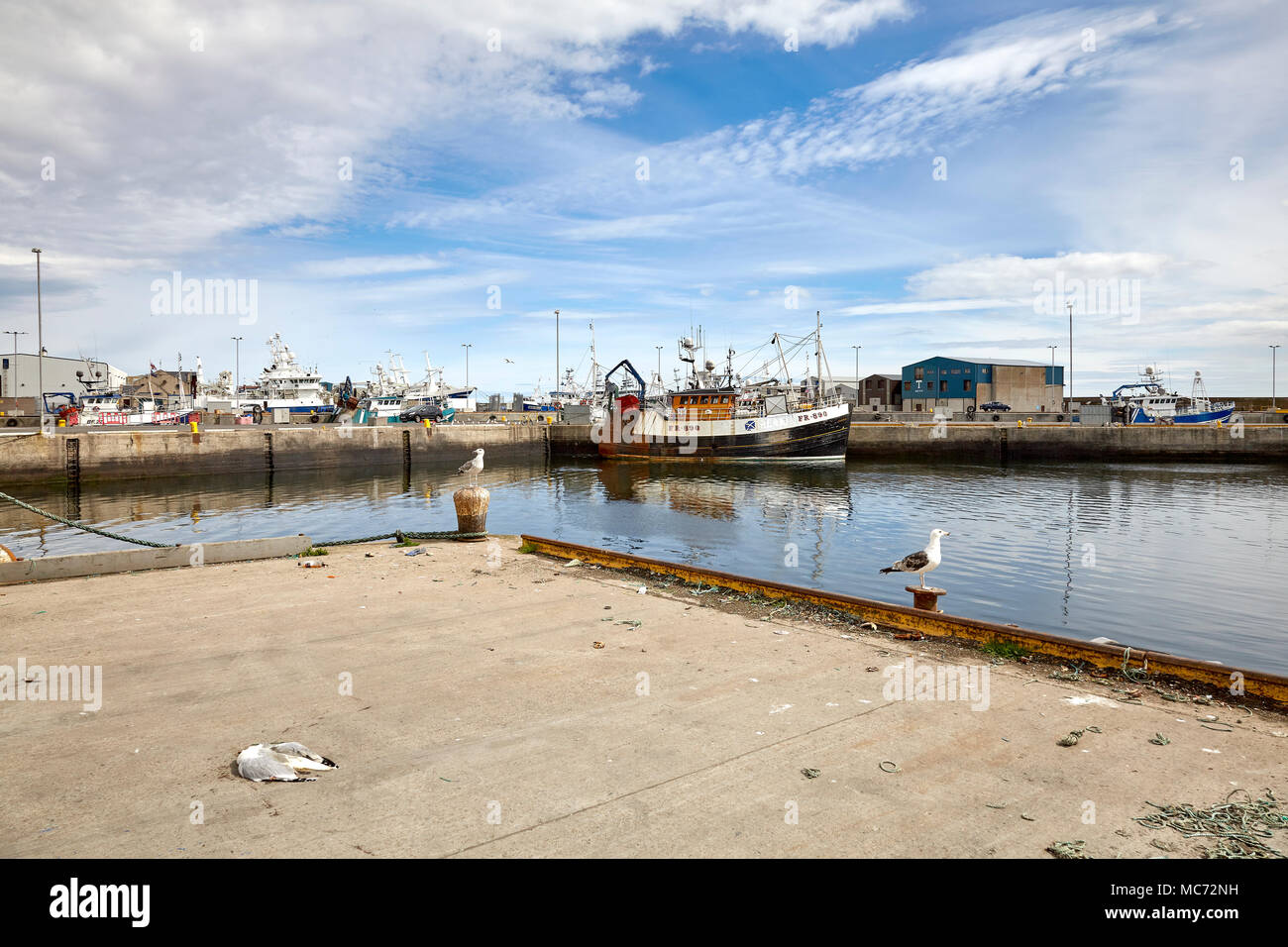 The near shore Davanlin FR890 fishing vessel, moored at Fraserburgh Harbour. Dead seagull in the foreground Stock Photo