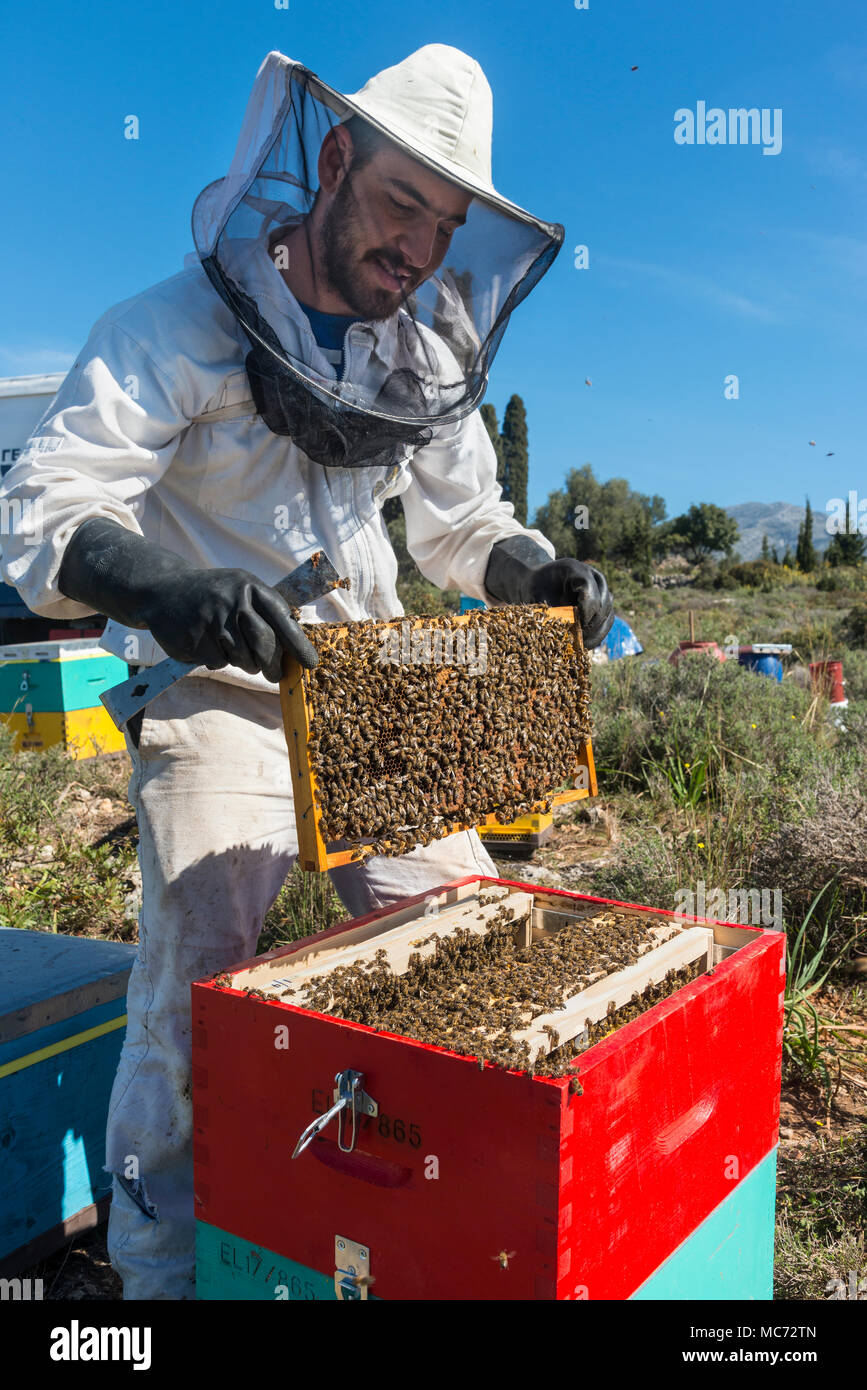 A beekeeper removing honey bees from the hive for inspection. Near Kardamyli in the Outer Mani, Peloponnese, Greece Stock Photo