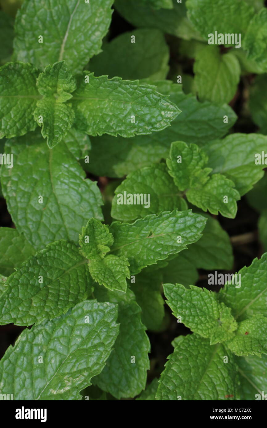 Closeup of mint growing in the garden Stock Photo