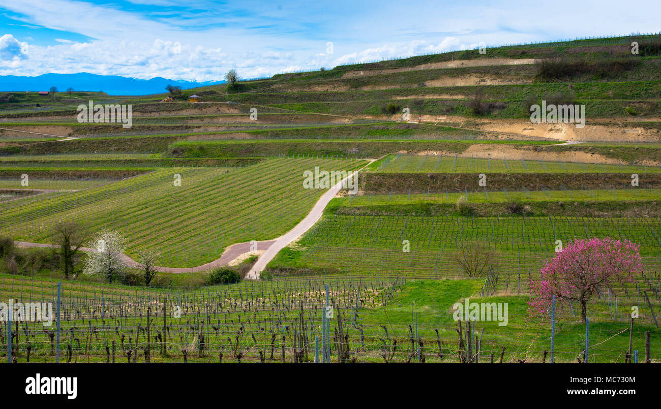 Kaiserstuhl in Germany in spring time Stock Photo