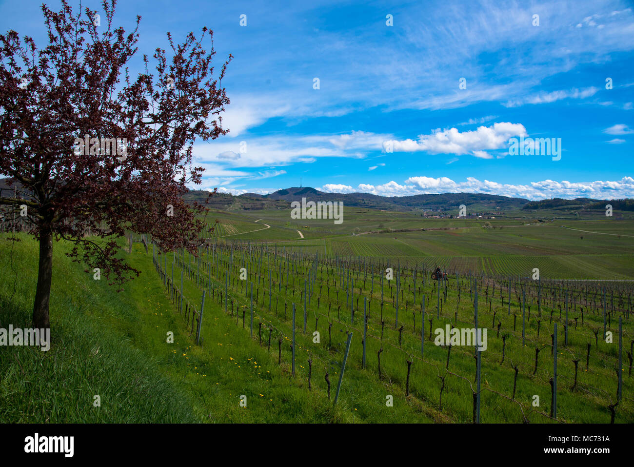 Kaiserstuhl in Germany in spring time Stock Photo