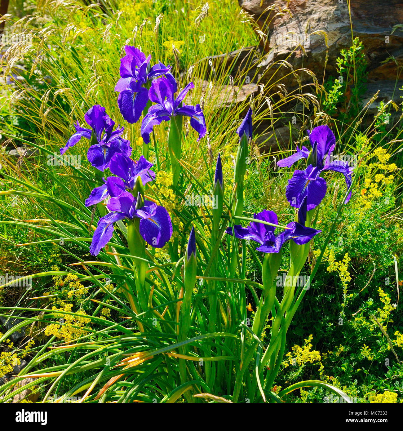 iris flowers on an alpine meadow Stock Photo