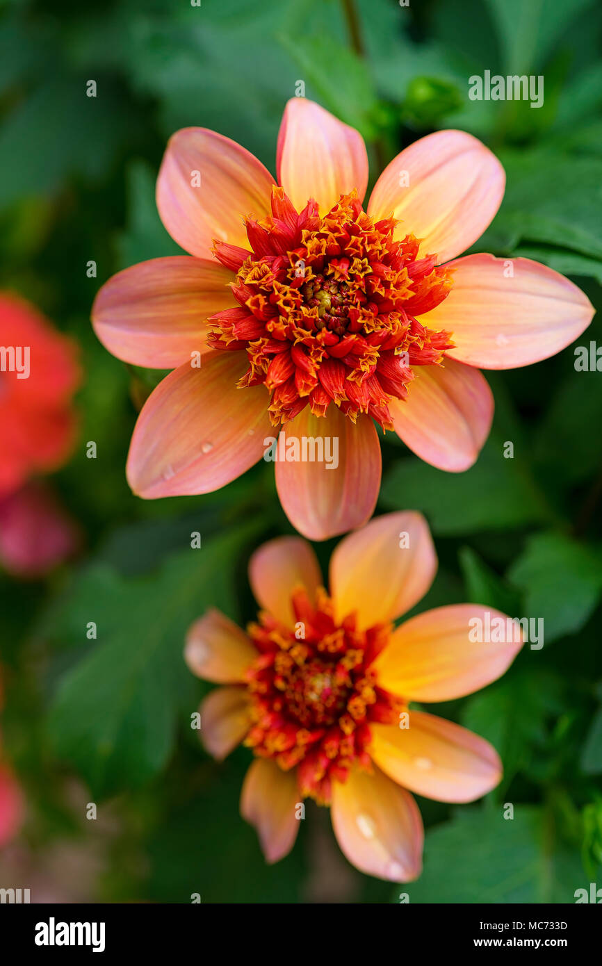 Totally Tangerine, colarette form dahlia. Stock Photo