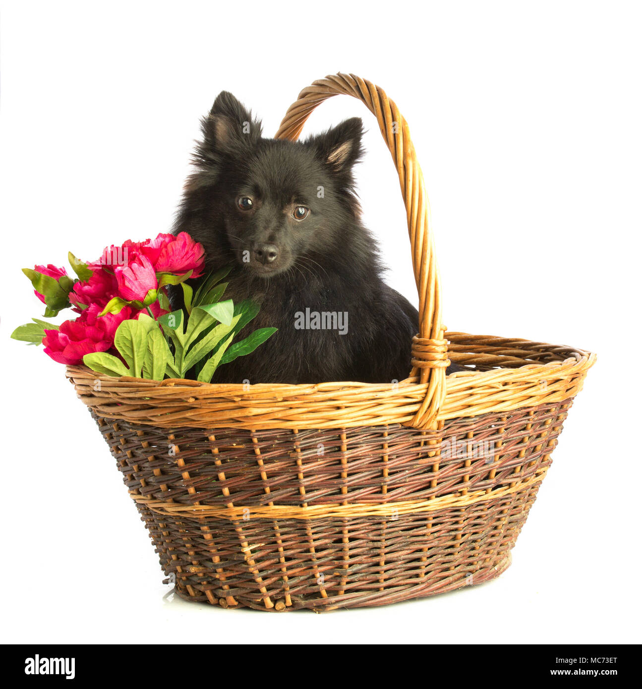 Black pomeranian dog in basket with flowers Stock Photo Alamy