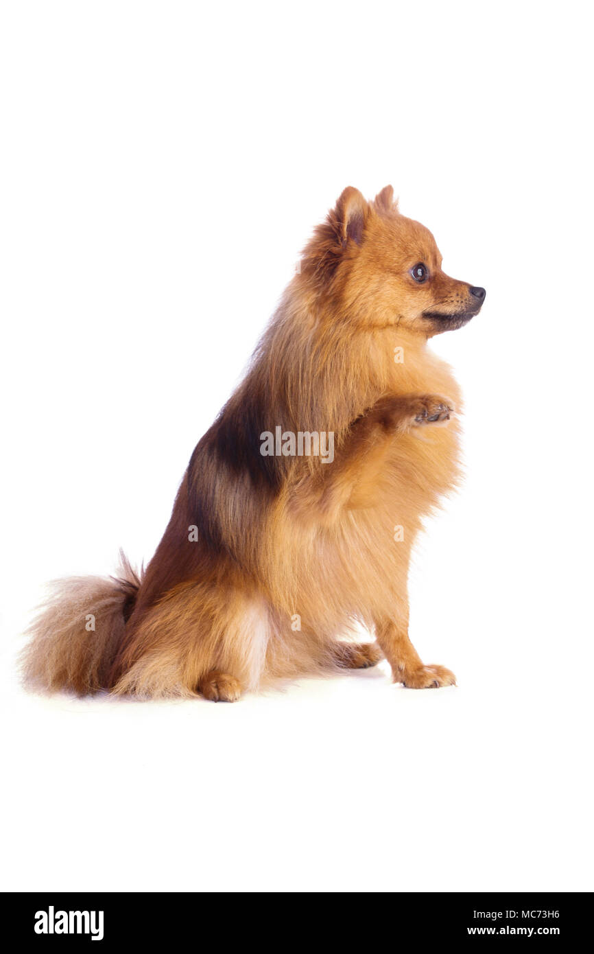 Lovely Caramel colored Dog Stock Photo Alamy Lovely Caramel colored Dog Stock Photo Alamy