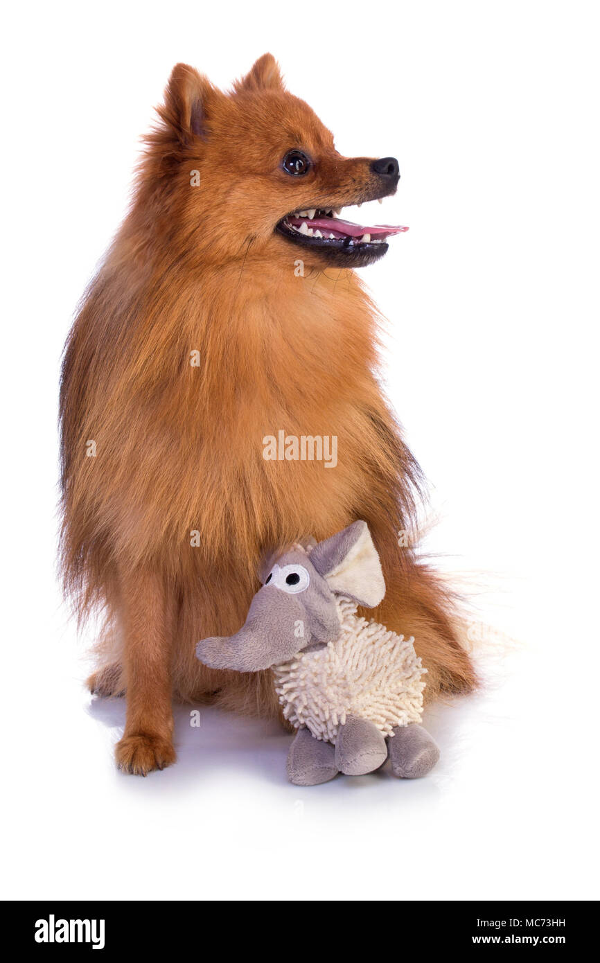 White and caramel dog hires stock photography and images Alamy