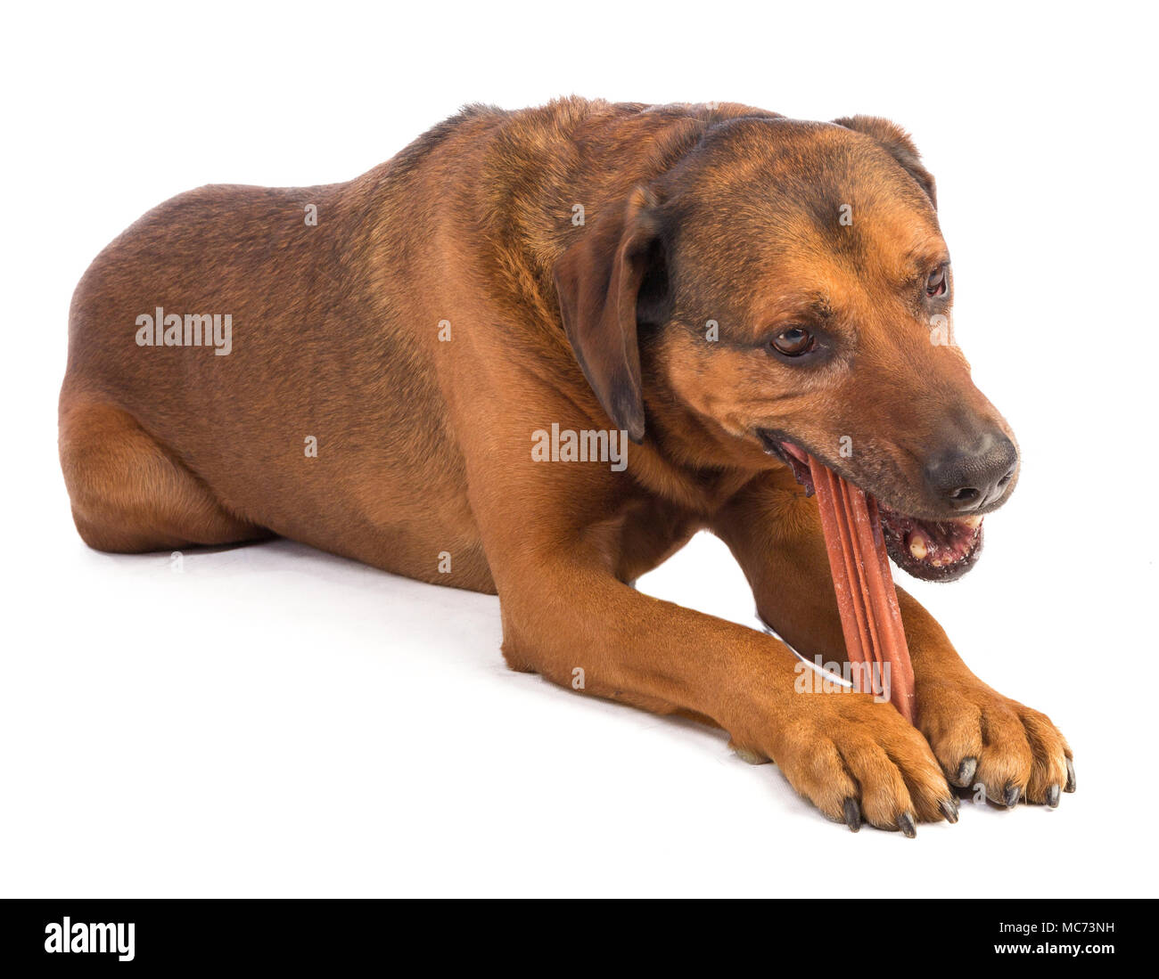 Large Brown Dog With Short Hair Eating A Stick To Chew On White Background Stock Photo Alamy