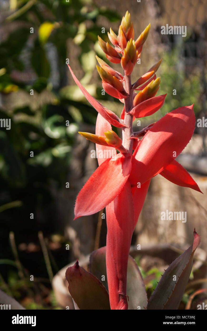 Closeup of a reddish Neoregelia bromeliad flower spike receiving sunlight. Stock Photo