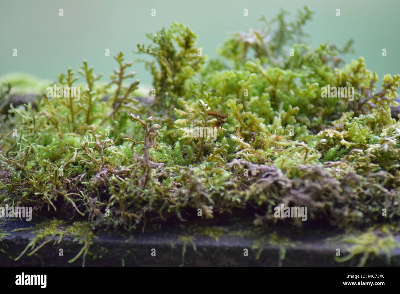 Moss Stock Photo - Alamy