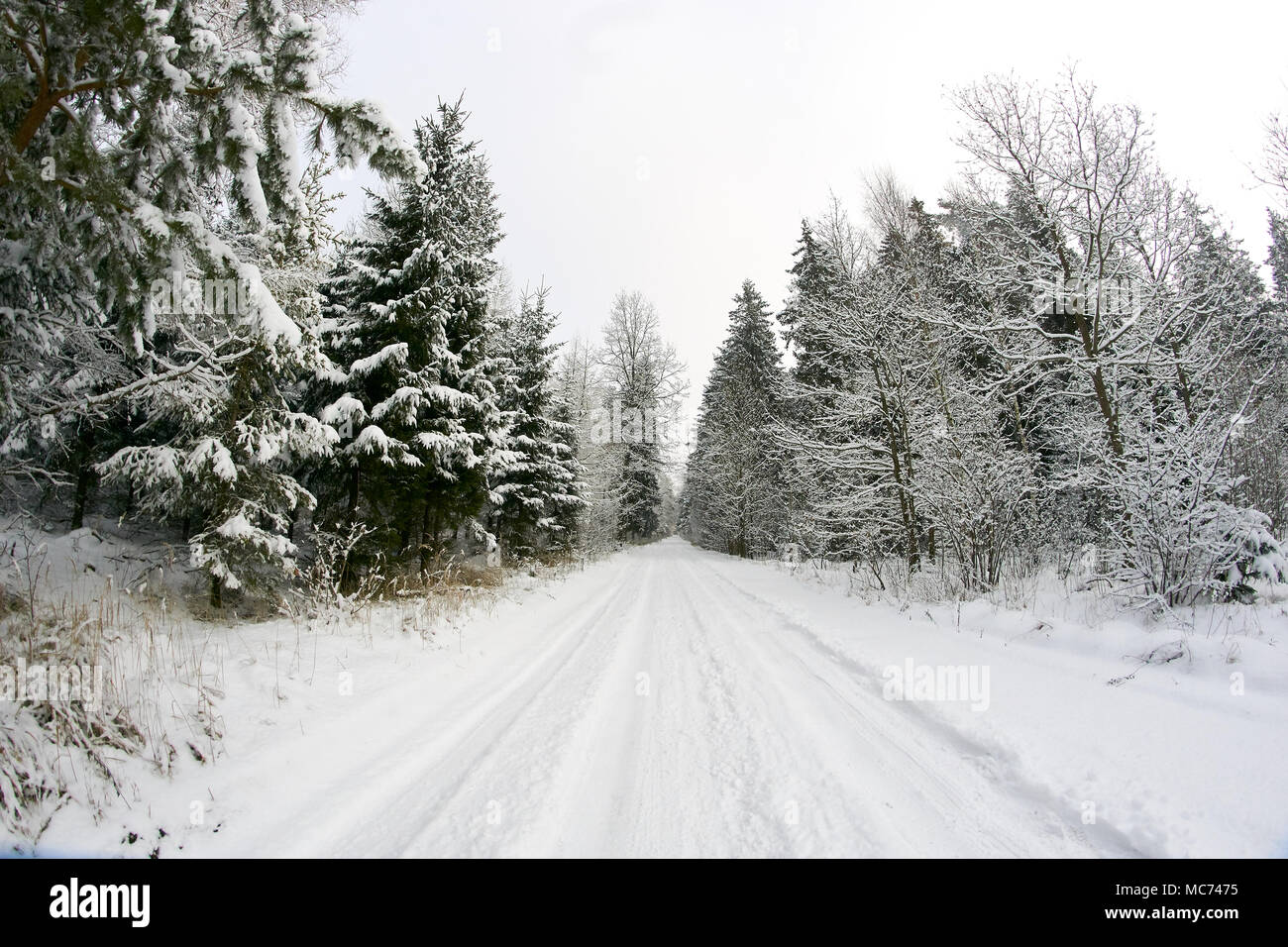 winter forest landscape with beautiful fresh snow Stock Photo - Alamy