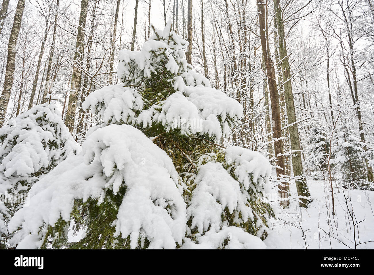 winter forest landscape with beautiful fresh snow Stock Photo - Alamy