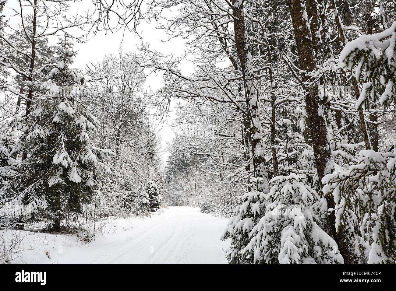 winter forest landscape with beautiful fresh snow Stock Photo - Alamy