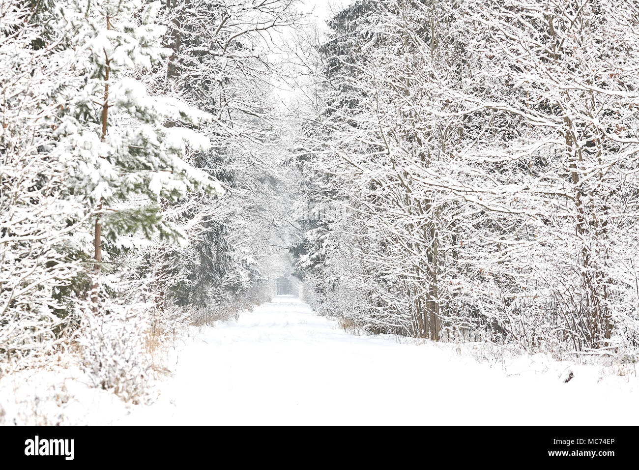 winter forest landscape with beautiful fresh snow Stock Photo - Alamy