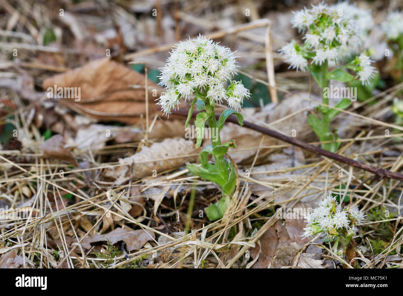 White butterbur (Petasites albus) in a wild nature Stock Photo