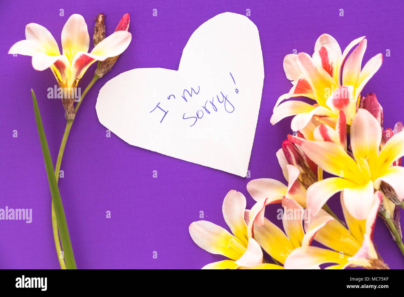 Note in shape of heart with words "I'm Sorry!" with flowers on purple