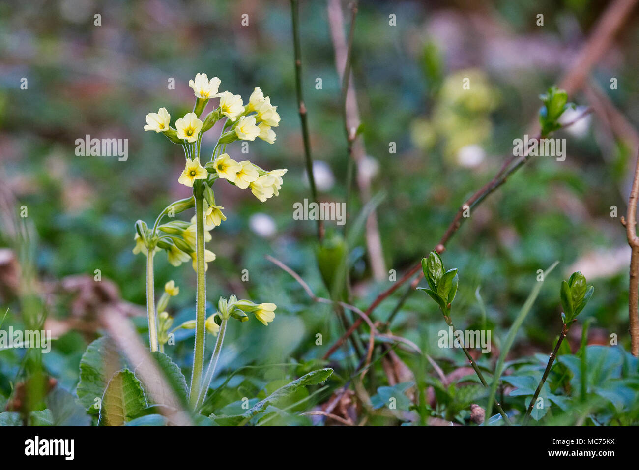 True cowslip hi-res stock photography and images - Alamy