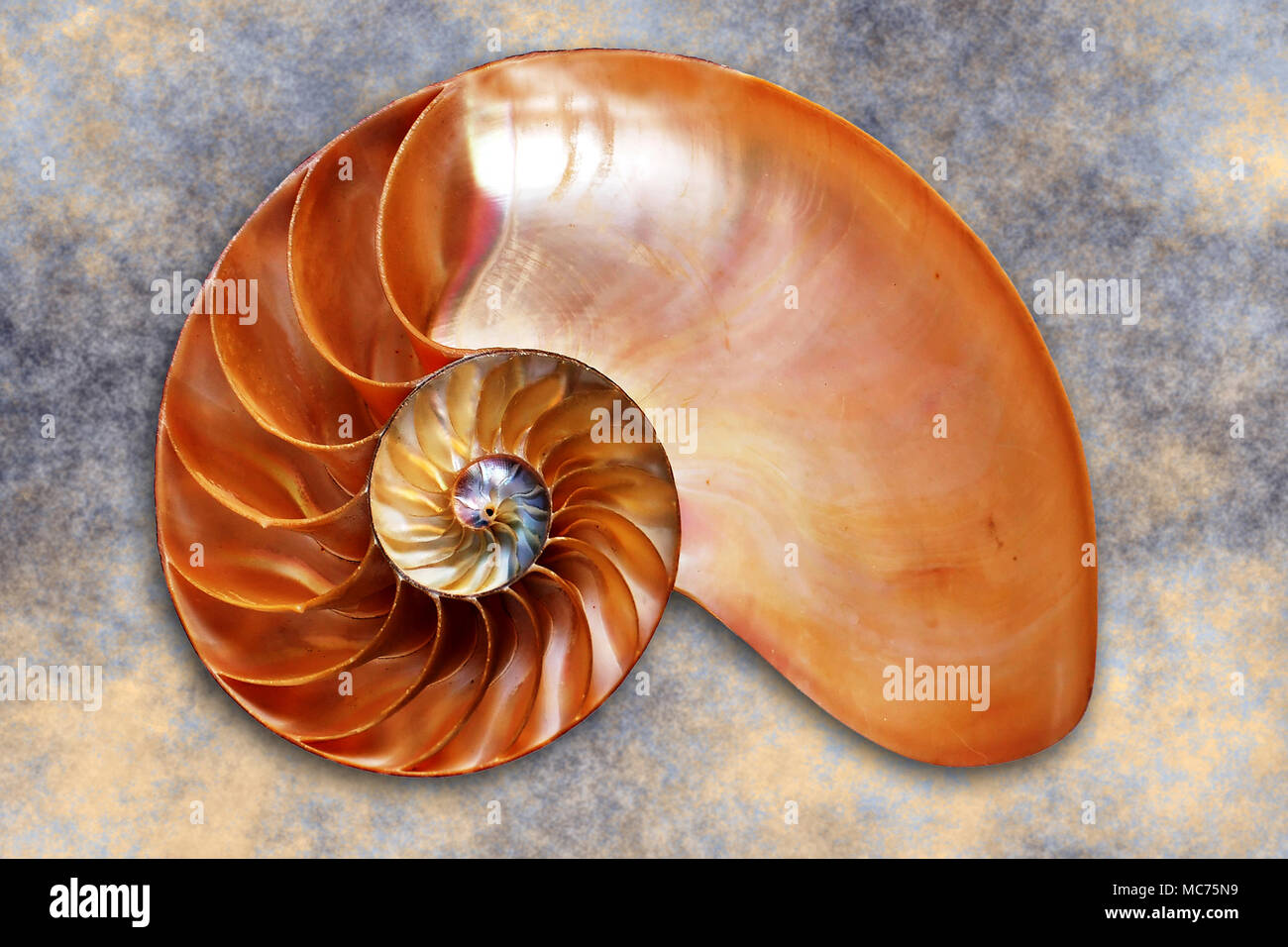 shell of a Chambered Nautilus cut in half Stock Photo