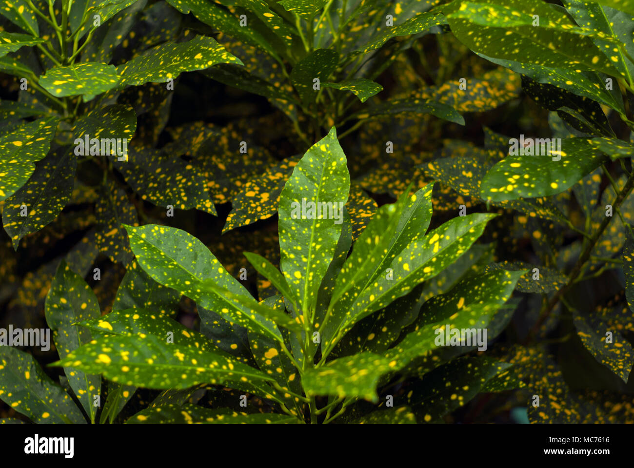 floral background - green in gold speckls leaves of Gold Dust Croton (Codiaeum variegatum, garden croton or variegated croton) Stock Photo